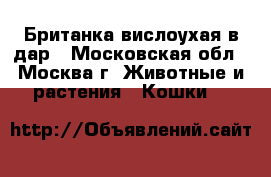 Британка вислоухая в дар - Московская обл., Москва г. Животные и растения » Кошки   
